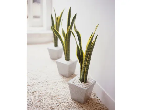 Scelta dei Vasi