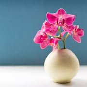Cura Orchidee