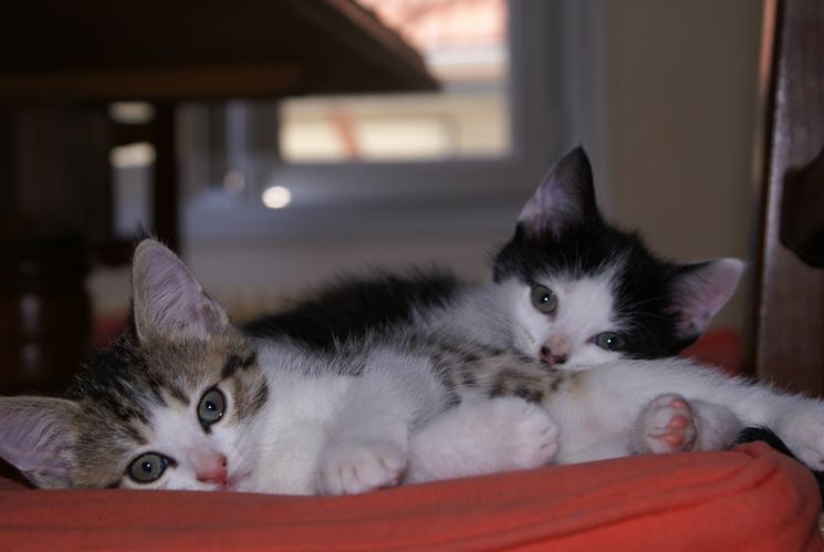 Dei gattini domestici, ambientati tra le mura di casa.