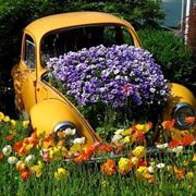 Automobile abbandonata trasformata in giardino naturale