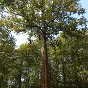 Un grande albero di teak