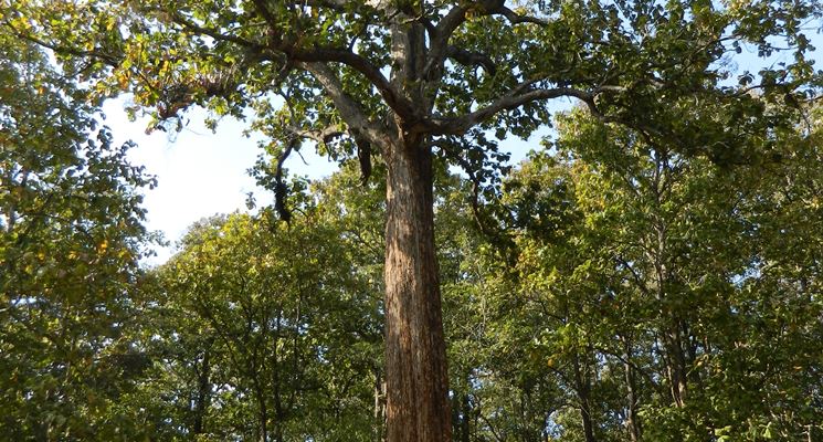 Un grande albero di teak