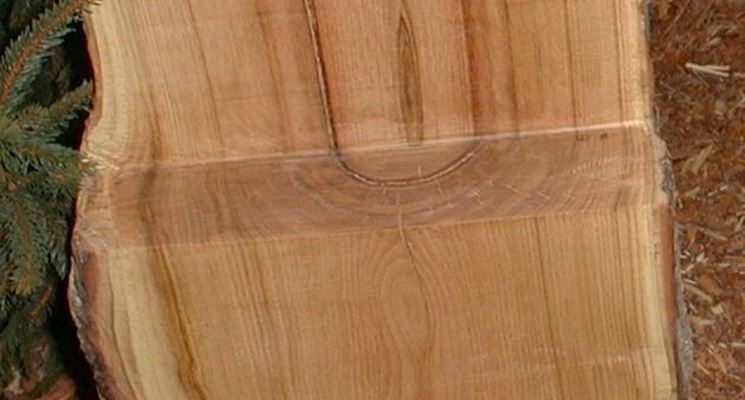 Legno di castagno