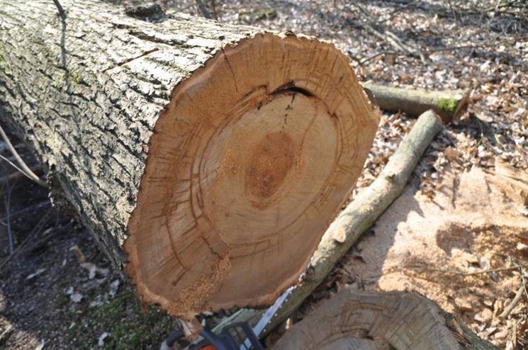 Cipollatura su un tronco di castagno