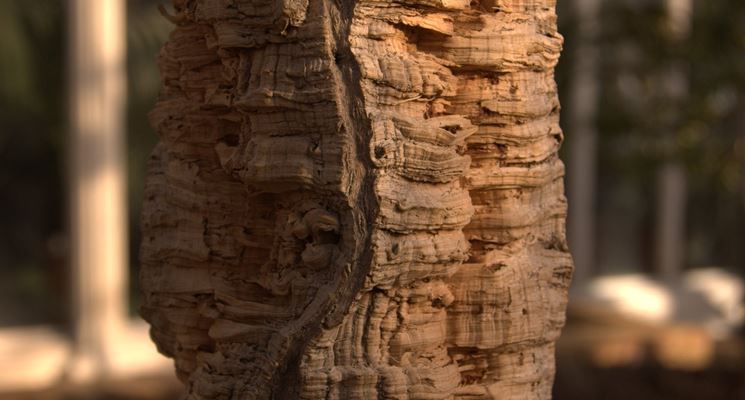 Pianta secolare di quercia da sughero