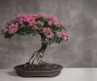 Fare Bonsai