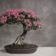 Fare bonsai