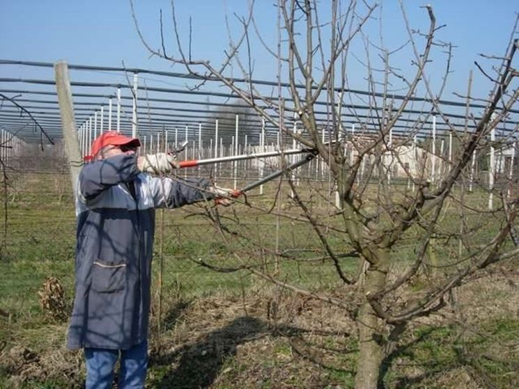 Potatura con cesoie. Fonte: www.domenicosportelli.eu.