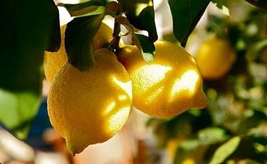 limoni