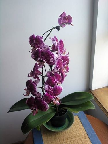 Orchidea pienamente matura