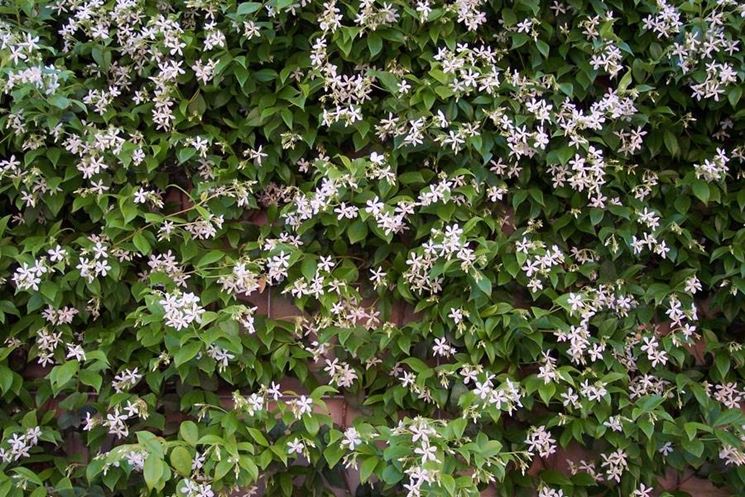 Una pianta del tipico gelsomino dai fiori bianchi