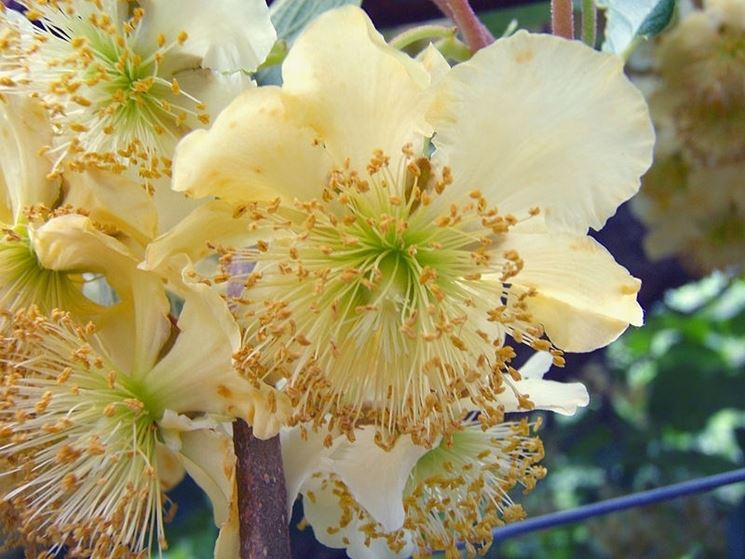 Fiore della pianta del kiwi