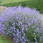 Un cespuglio di lavanda