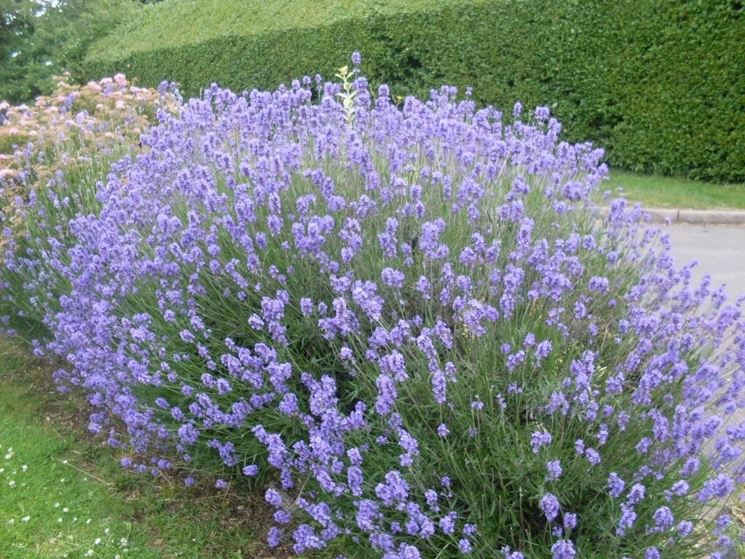 Un cespuglio di lavanda