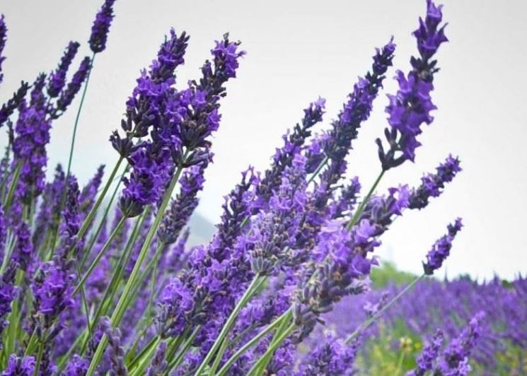 La Potatura Della Lavanda Come Potare Come Potare La Lavanda