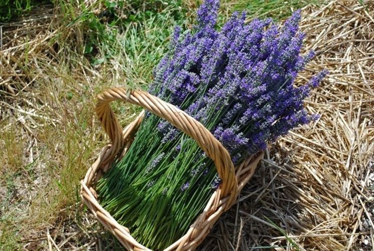 Lavanda appena raccolta