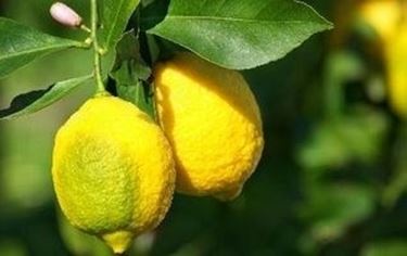 limoni 