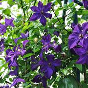 Clematis rampicante su pergolato di ferro