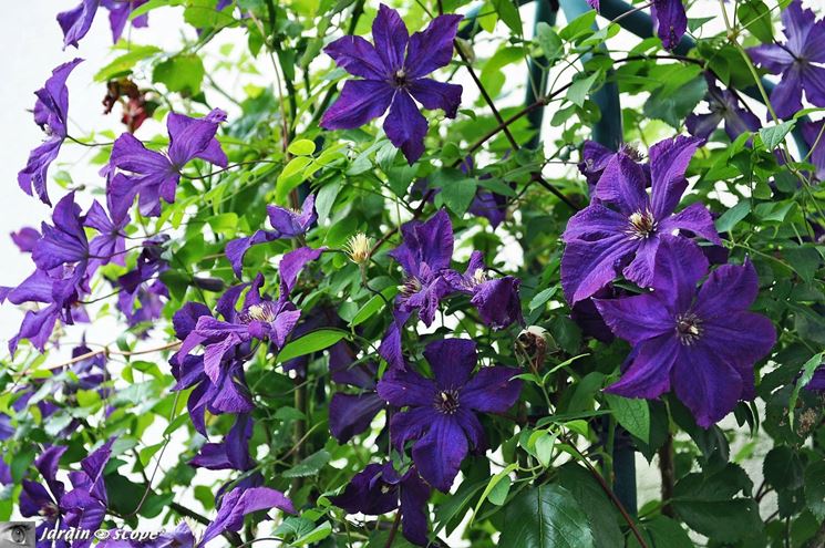 Clematis rampicante su pergolato di ferro