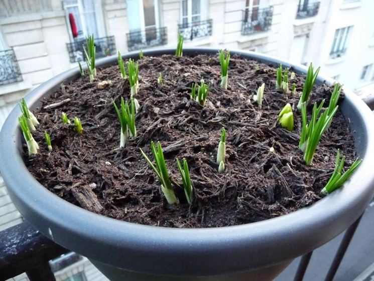 Bulbi di Giacinti e crocus bulbi in schiusa