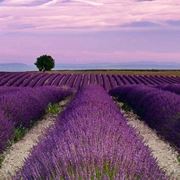 Campi di lavanda coltivata