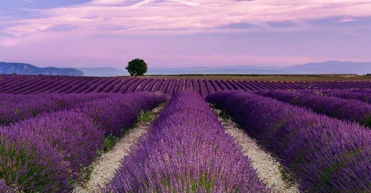 Campi di lavanda coltivata