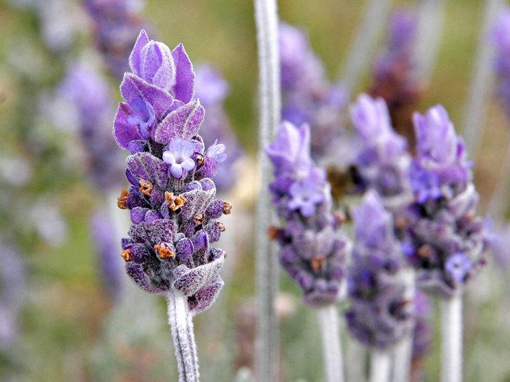 Spighe floreali di lavanda