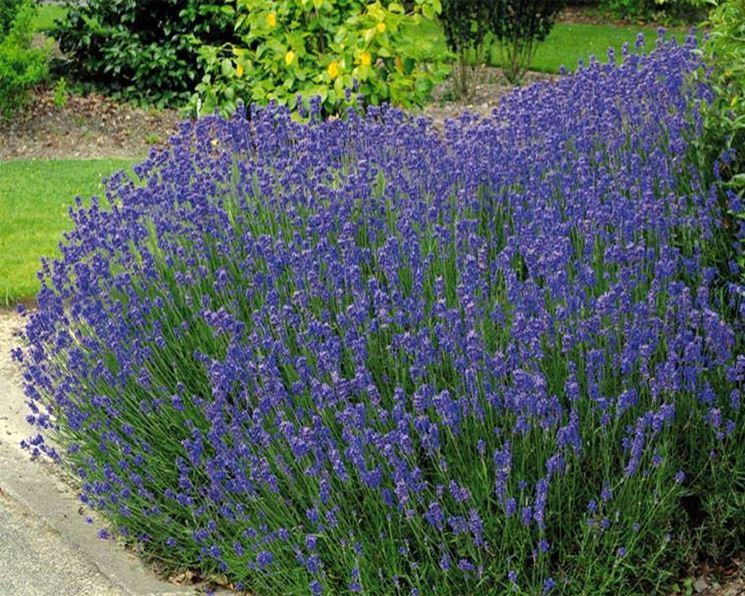 Un cespuglio di lavanda