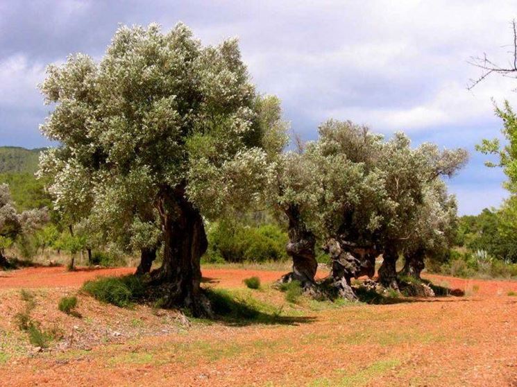 L'agricoltura  fonte di guadagno