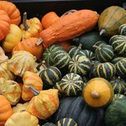 Tante diverse variet di zucca