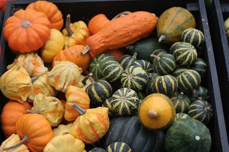 Tante diverse variet di zucca