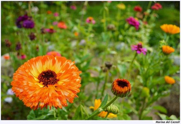 Fiori di giardino