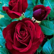 Pianta di rose Black Magic