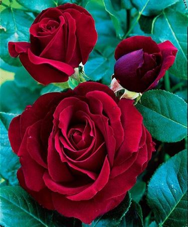 Pianta di rose Black Magic