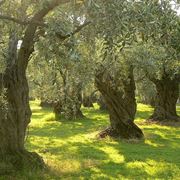 Alberi di olivo secolari