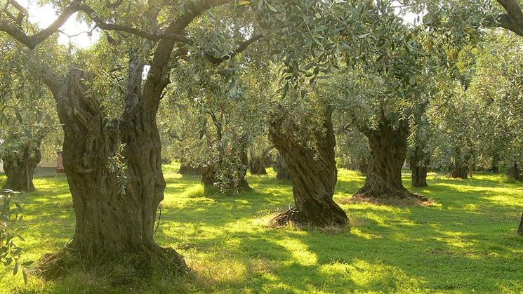 Alberi di olivo secolari