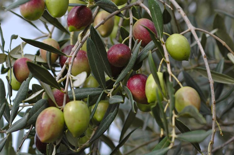 Olive in fase di maturazione