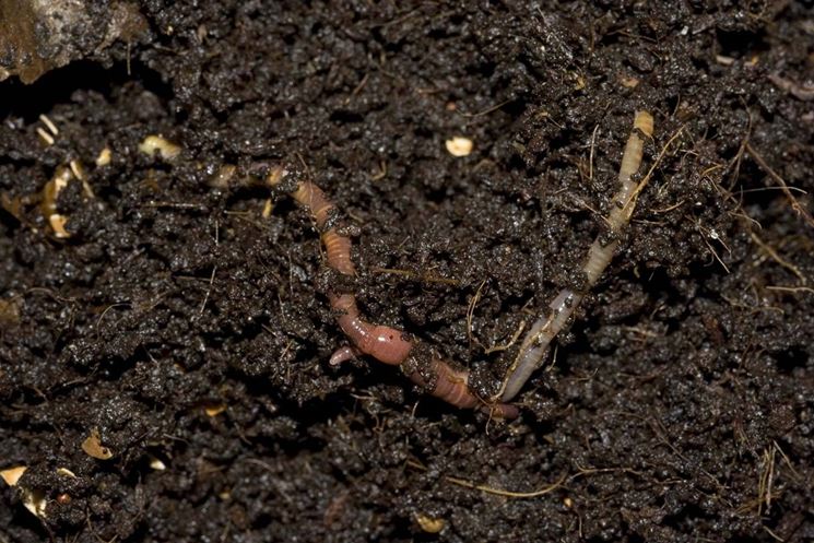 I lombrichi sono utilissimi per il compost