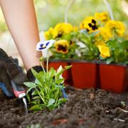 Semina del giardino