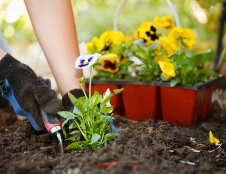 Semina del giardino