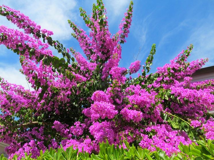 I fiori della bouganvillea avvolti dalle brattee