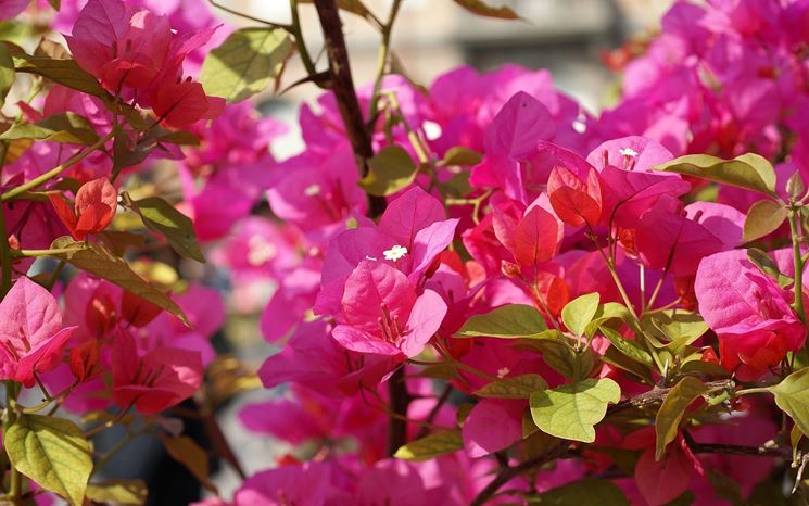 Un esemplare di bouganvillea in vaso