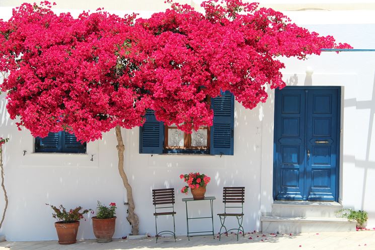 Una bouganvillea ornamentale sopra un cancello