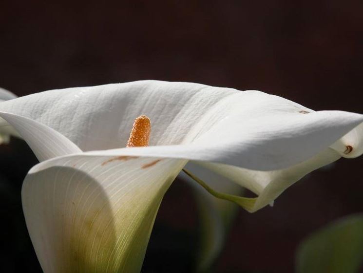 calla fiore 