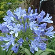 Pianta di Agapanthus africanus