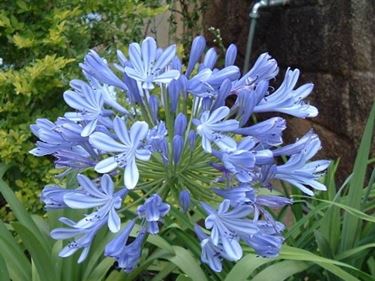 Pianta di Agapanthus africanus