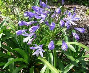 Pianta di Agapanthus praecox