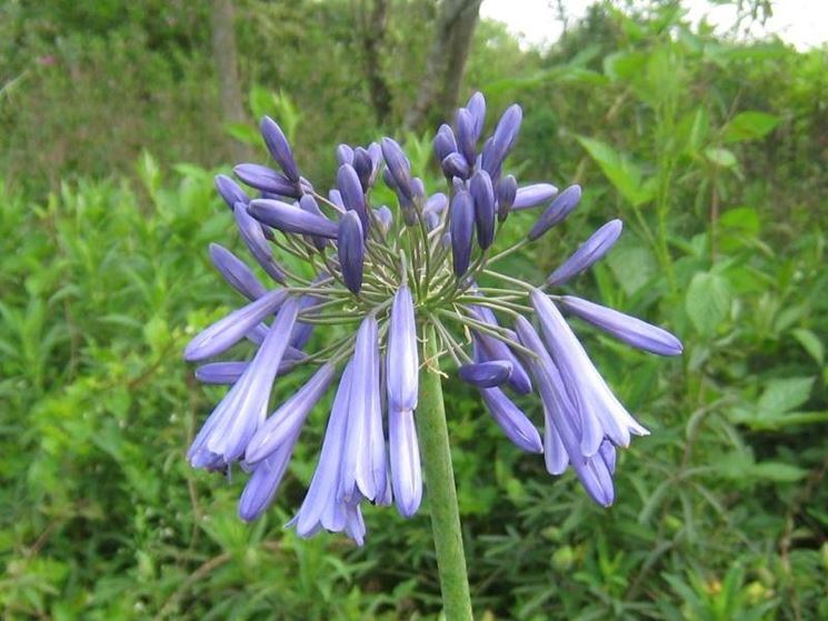 Pianta di Agapanthus inapertus