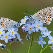 Coltivare I Non Ti Scordar Di Me Fiori In Giardino Come