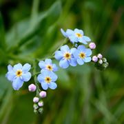 myosotis pianta